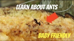 'Ants for babies and toddlers - marching ants, what ants eat, how strong are ants, how ants find food'