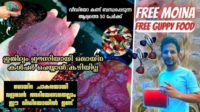 'moina ഇതിലും ഈസിയായി കൾചർ ചെയ്യാൻ കഴിയില്ല | Guppy betta/free food/Moina Culture Easy മേതോട് #fish'