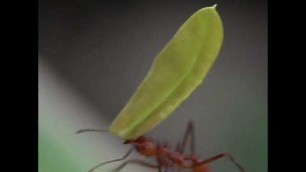 'Nature Moments: Ants Marching with Food'