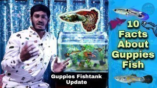 'Guppies fish tank Update - 10 Facts About Guppies may be you didn\'t know that'