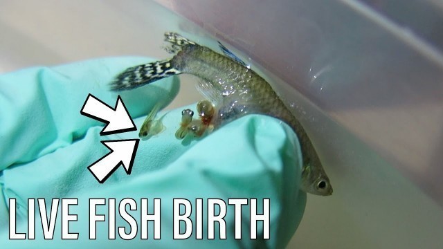 'EMERGENCY Guppy Fish Birth | *Live Birth*'