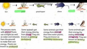 'Science Class 4 Ch # 2 The animal world Food chain'