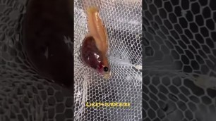 'Guppy Giving Birth #shorts#shortsvideo#pets#arowana #cute #puppy'