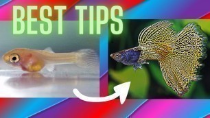 'How to Dramatically Increase Growth Rate of Guppy Fry ?'