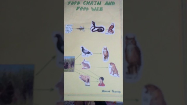 'Example of food chain and food web'