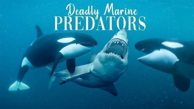 'TOP 5 OF THE FOOD CHAIN DEADLY MARINE PREDATORS'