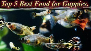 'Top 5 Best Food For Guppy Fish For Best Color And Growth... / Fish Aquarium Tamil'