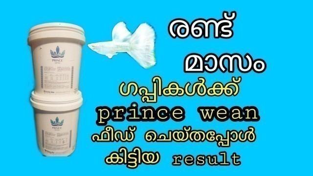 'Prince wean guppy feed result malayalam'