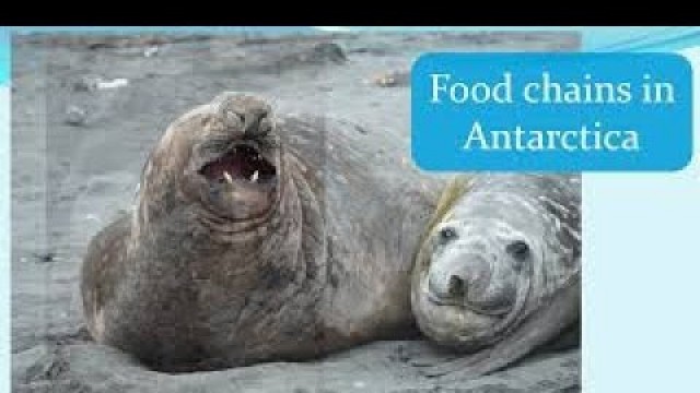 'Antarctica Food Chain | Hands-On Education'