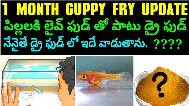 'MY GUPPY FRYS ONE MONTH UPDATE // AK AQUA SPECIAL FOOD // TELUGU'