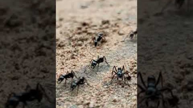 'Black ants marching for food quest #shorts #shortvideo #ants'