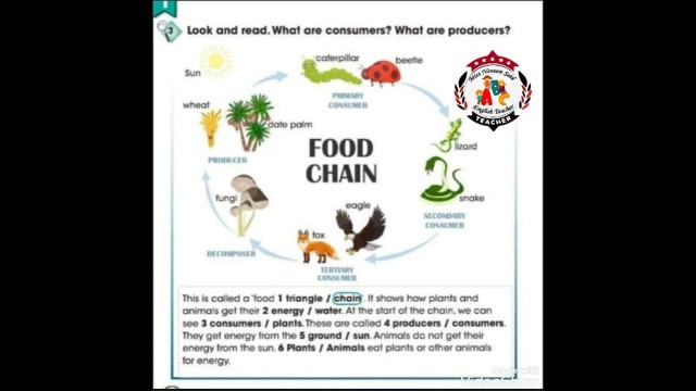 'السلسلة الغذائية كنكت ٥ food chain'