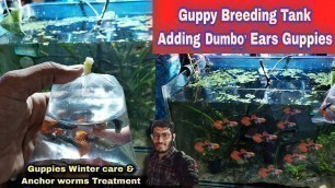 'Guppy Breeding Tank | Adding Red Dumbo Ear Guppy | Guppies Winter care & Anchor worms Trtmt'