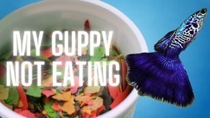 'Guppy Fish Care – Why is My Guppy Not Eating ?'