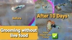 'How to groom Guppy Using pellet only (10 days challenge)'