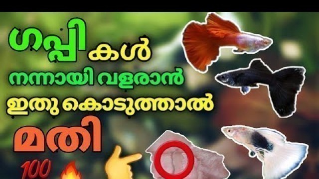 '#Best Food For Guppy Fish - Color And Growth100% guaranteed / Guppy Fish Caring Tips മലയാളം'