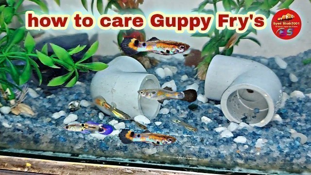 'Guppy Fry care - how to grow Guppies Fry healthy'