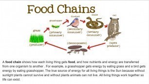 'Food Chain - Science Lesson'