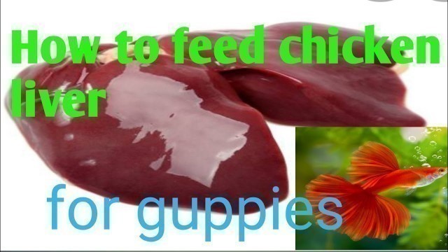 'how to feed chicken liver for guppies/guppy food/home made'