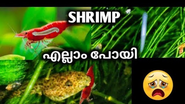 '#ornamental shrimps #aquarium shrimp #guppy #cherry red #shrimp #shrimp food #troll video'