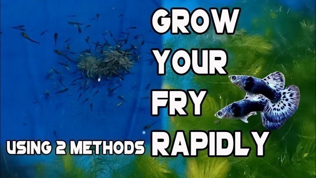 'HOW TO GROW YOUR FRY rapidly using two methods'