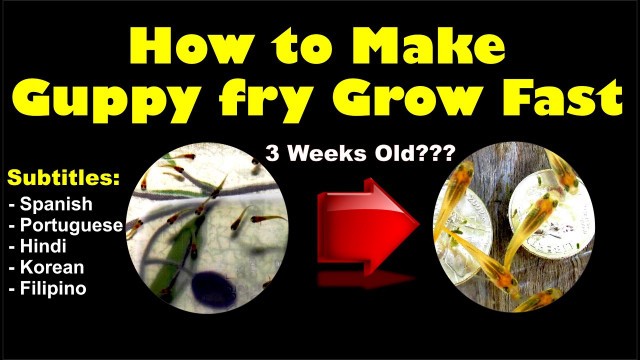 'How to Make Guppy Fry Grow Faster!'