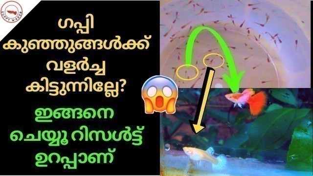 'Guppy Fry Fast Growth Secret Revealed|പെട്ടന്ന് കുണുങ്ങൾ വളരുന്നതിൻറെ രഹസ്യം