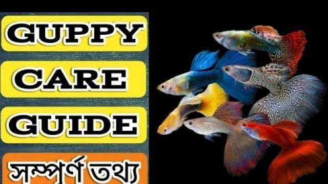 'Guppy Fish Care Guide in Bengali || Guppies Tank Mates, Food, Breeding, Disease || Expert Aquarist'