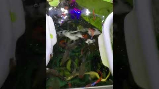 'Guppy Feeding Frenzy! So Many BABIES 