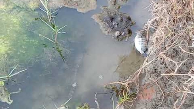 'Snake and Fish -#foodchain #eco #salinity #water #animals #foodweb #food #bangladesh #village'