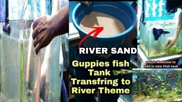 'Guppy Fish tank setup Using Construction sand - River Theme - converting Normal Tank To Planted Tank'