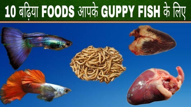 '10 Best Foods For Your Guppy Fish In Hindi'