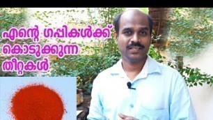 'എന്റെ ഗപ്പികൾക്ക് കൊടുക്കുന്ന തീറ്റകൾ/my guppy food collections'