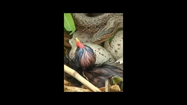 'Food Chain-Bird Vs Snake!#shorts#shortvideo#snake#animalslover'