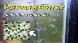 'Best Fish Food for Guppy Fry and other Acquarium Fish.'