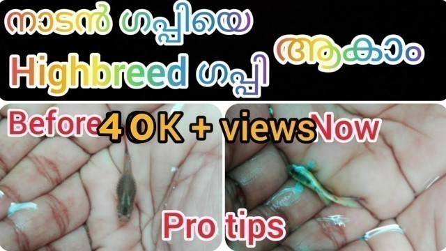 'How to increase colour of guppy || malayalam || ഗപ്പിയുടെ colour കൂട്ടാം....'