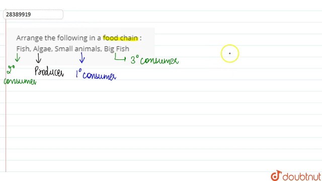 'Arrange the following in a food chain : Fish, Algae, Small animals, Big Fish'