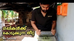 'ഗപ്പികൾക്ക് കൊടുക്കുന്ന തീറ്റ Guppy Feed | My Farming | EP#54'