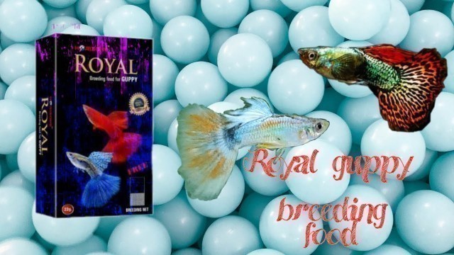 'Royal guppy breeding food review'