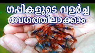 'Guppy Growth/ഗപ്പികളുടെ വളർച്ച വർദ്ധിപ്പിക്കാം'