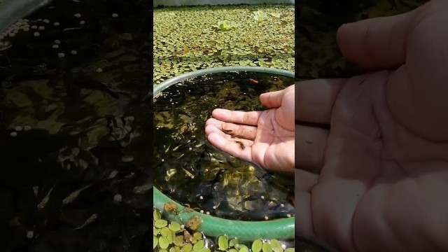 'MIXED GUPPY feeding malayalam'