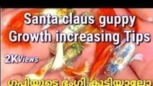 'Santa claus guppy Growth Malayalam/ സാന്റെ ക്ലോസ്സ് ഗപ്പിയുടെ ഭംഗി കൂട്ടാം Tips'