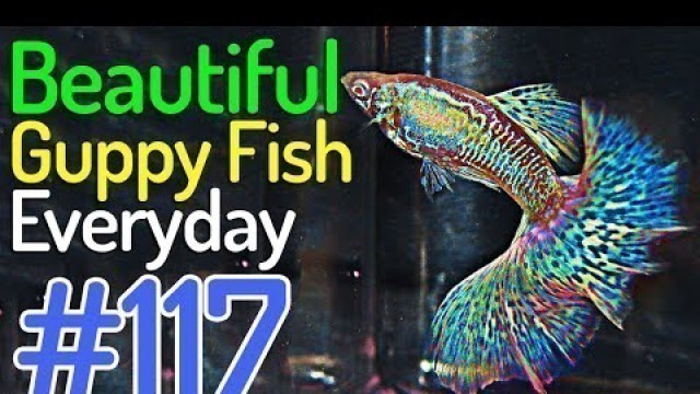 'Guppy Channel - Beautiful Guppy Fish Everyday #117'