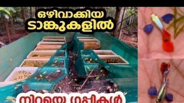 'ഒഴിവാക്കിയ ടാങ്കുകളിൽ നിറയെ ഗപ്പികൾ 