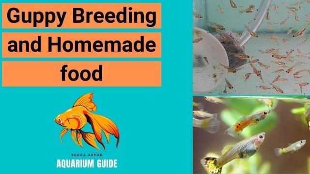 'Guppy breeding and growth with Home made food (Hindi / Urdu)'