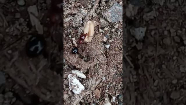 'Ants Taking Food To Their Nest #shorts #ants #antscanada'