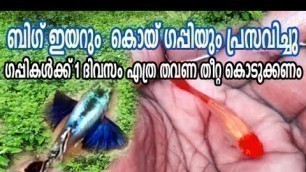 'Guppy food/ഗപ്പികൾക്ക് 1 ദിവസം എത്ര തവണ തീറ്റ കൊടുക്കണം'