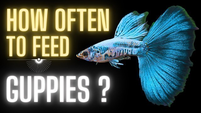 'Guppy Fish Care – How Often to Feed Guppies ?'