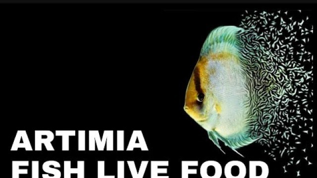 'Artimia Fish Live Food | Guppy Live food | Betta live food | best fish food Artimia | Ritu #Shorts'