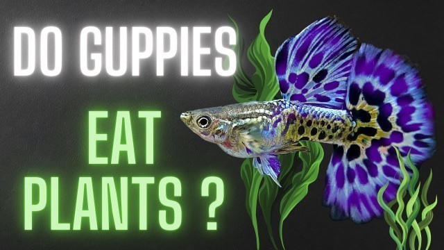 'Guppy Fish Care - Do Guppies Eat Plants - All You Should Know ?'